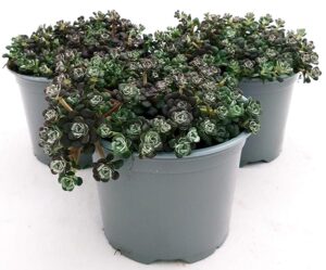 POWERS TO FLOWERS - SEDUM CAPE BLANCO 3 PIANTE, VASO 12CM, piante vere