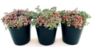 POWERS TO FLOWERS - SEDUM CAUTICOLA, 3 PIANTE, IN VASO CERAMICA NERO OPACO, piante vere