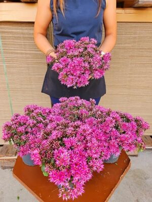 POWERS TO FLOWERS - SEDUM CAUTICOLA SPURIUM SPOT ON DEEP ROSE, 2 PIANTE, VASO 14CM, piante vere