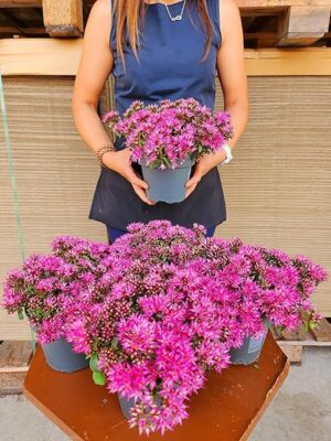 POWERS TO FLOWERS - SEDUM CAUTICOLA SPURIUM SPOT ON DEEP ROSE, 4 PIANTE, VASO 14CM, piante vere