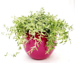 POWERS TO FLOWERS - SEDUM LINEARE SILVER STAR, IN VASO CERAMICA FUCSIA SFERICO, VASO 14 CM DIAMETRO, pianta vera