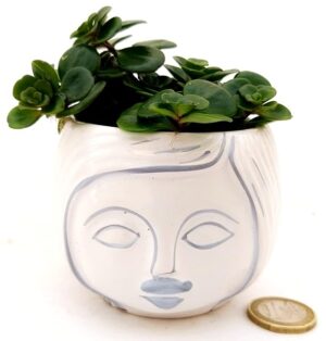 POWERS TO FLOWERS - SEDUM MAKINOI MICRO IN VASO CERAMICA SIGNORINA, pianta vera