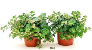 POWERS TO FLOWERS - SEDUM MAKINOI VASO 12CM DIAMETRO, 2 PIANTE, piante vere