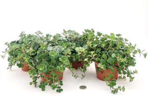 POWERS TO FLOWERS - SEDUM MAKINOI VASO 12CM DIAMETRO, 4 PIANTE, piante vere