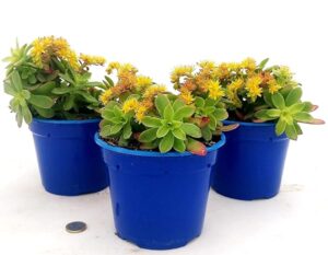 POWERS TO FLOWERS - SEDUM PALMIERI, 3 PIANTE, VASO 14CM DIAMETRO, piante vere