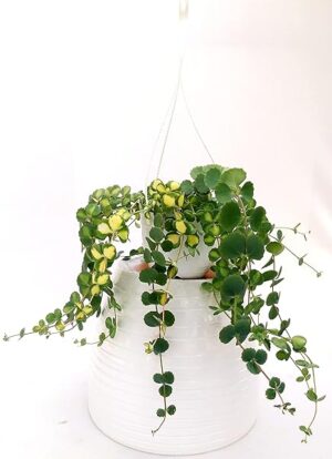 POWERS TO FLOWERS - SEDUM SIEBOLDII VARIEGATO BASKET XXL, piante vere