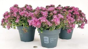 POWERS TO FLOWERS - SEDUM SPURIUM SPOT ON DEEP ROSE, 3 PIANTE, VASO 14CM, piante vere