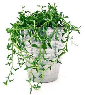 POWERS TO FLOWERS - SENECIO, COLLANA DI PERLE, STRING OF BANANAS, IN VASO CERAMICA ARGENTO, pianta vera