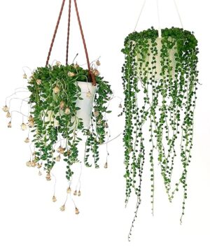 POWERS TO FLOWERS - SENECIO ROWLEYANUS ed HERREIANUS, COLLANA DI PERLE, piante vere