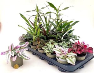 POWERS TO FLOWERS - SET 18 PIANTE DA INTERNO, 9CM DIAMETRO CROTON, DRACENA, NANOUK, PILEA, FITTONIA, piante vere