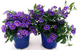 POWERS TO FLOWERS - SOLANUM RANTONETTI, 2 PIANTE, vaso 14 cm, piante vere
