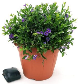 POWERS TO FLOWERS - SOLANUM RANTONETTI ESEMPLARE, vaso 35 cm, piante vere