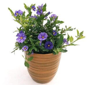 POWERS TO FLOWERS - SOLANUM RANTONETTI IN VASO CERAMICA BRONZO RIGATO, vaso 14 pianta vera