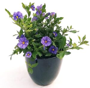 POWERS TO FLOWERS - SOLANUM RANTONETTI IN VASO CERAMICA NERO, vaso 14 pianta vera
