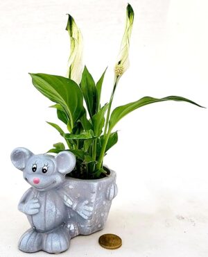 POWERS TO FLOWERS - SPATIFILLO MINI IN VASO CERAMICA TOPOLINO, IDEALE PER ACCOMPAGNAMENTO ALLA SCRIVANIA, Piante vere