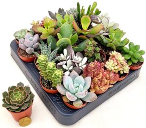 POWERS TO FLOWERS - SUCCULENTI DA MURO, SET 10 PEZZI, VASO 5,5CM DIAMETRO, piante vere