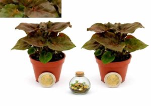 POWERS TO FLOWERS - SYNGONIUM BLACK MINI, 2 PIANTE, VASO 5,5CM DIAMETRO, IDEALE PER TERRARIUM, piante vere