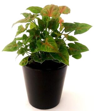 POWERS TO FLOWERS - SYNGONIUM CHRISTMAS VASO 12cm, pianta vera
