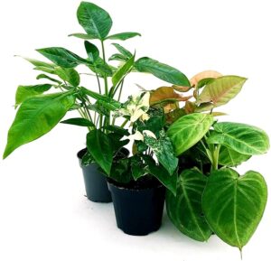 POWERS TO FLOWERS - SYNGONIUM COLLECTION: PODOPHYLLUM ALBO VARIEGATA, TRILEAF WONDER, PINK NEON ROBUSTA, ICE FROST, VASO 12cm, piante vere