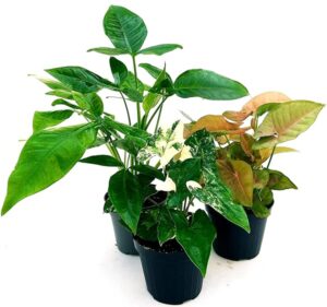 POWERS TO FLOWERS - SYNGONIUM COLLECTION: PODOPHYLLUM ALBO VARIEGATA, TRILEAF WONDER, PINK NEON ROBUSTA, VASO 12cm, piante vere