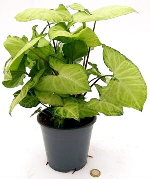 POWERS TO FLOWERS - SYNGONIUM GOLDEN IN VASO 13cm, pianta vera