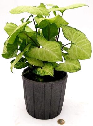 POWERS TO FLOWERS - SYNGONIUM GOLDEN IN VASO CERAMICA ANTRACITE DECORATO, pianta vera