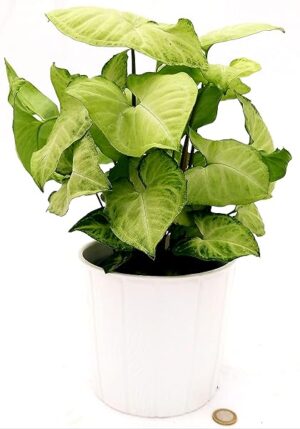 POWERS TO FLOWERS - SYNGONIUM GOLDEN IN VASO CERAMICA BIANCO DECORATO, pianta vera