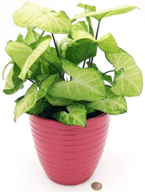 POWERS TO FLOWERS - SYNGONIUM GOLDEN IN VASO CERAMICA ROSA ANTICO DECORATO, pianta vera
