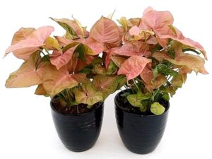 POWERS TO FLOWERS - SYNGONIUM PINK NEON ROBUSTA IN VASO 13cm, 2 PIANTE, piante vere