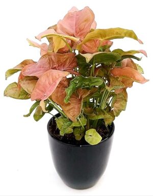 POWERS TO FLOWERS - SYNGONIUM PINK NEON ROBUSTA IN VASO 13cm, pianta vera