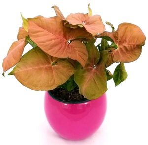 POWERS TO FLOWERS - SYNGONIUM PINK NEON ROBUSTA IN VASO CERAMICA FUCSIA SFERICO, pianta vera