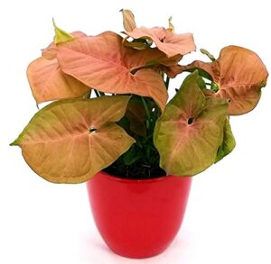 POWERS TO FLOWERS - SYNGONIUM PINK NEON ROBUSTA IN VASO CERAMICA ROSSO, pianta vera