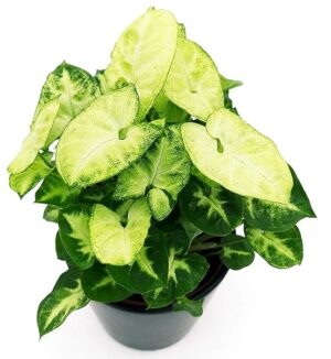 POWERS TO FLOWERS - SYNGONIUM PIXIE IN VASO 13cm, pianta vera