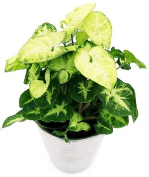 POWERS TO FLOWERS - SYNGONIUM PIXIE IN VASO CERAMICA ARGENTO, pianta vera