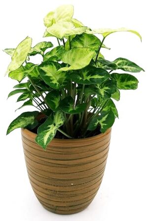 POWERS TO FLOWERS - SYNGONIUM PIXIE IN VASO CERAMICA BICOLORE, pianta vera