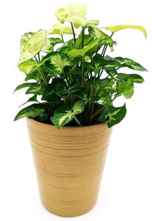 POWERS TO FLOWERS - SYNGONIUM PIXIE IN VASO CERAMICA ORO, pianta vera