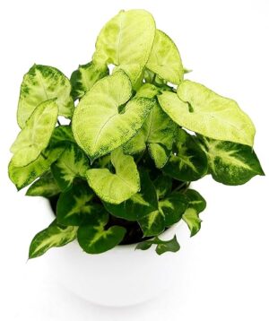 POWERS TO FLOWERS - SYNGONIUM PIXIE IN VASO CERAMICA SFERICO BIANCO, pianta vera