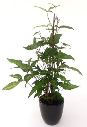 POWERS TO FLOWERS - SYNGONIUM PODOPHYLLUM ANGUSTATUM VASO 15cm, pianta vera