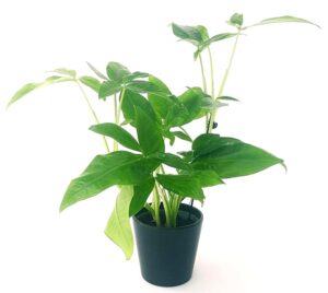 POWERS TO FLOWERS - SYNGONIUM PODOPHYLLUM 'Trileaf Wonder' VASO 13cm, pianta vera