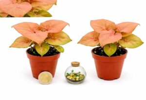 POWERS TO FLOWERS - SYNGONIUM RED MINI IDEALE PER TERRARIUM, 2 PIANTE, VASO 5,5 CM DIAMETRO, piante vere