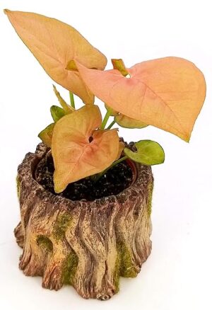 POWERS TO FLOWERS - SYNGONIUM RED MINI IN VASO CERAMICA TRONCO, pianta vera