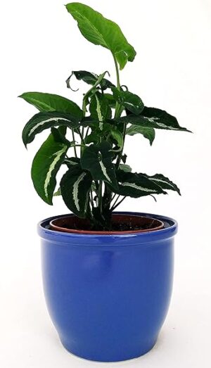POWERS TO FLOWERS - SYNGONIUM WENDLANDII IN VASO CERAMICA BLU, Vaso 13cm diametro, pianta vera