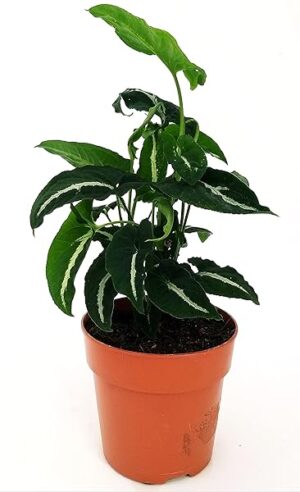 POWERS TO FLOWERS - SYNGONIUM WENDLANDII, Vaso 13cm diametro, pianta vera