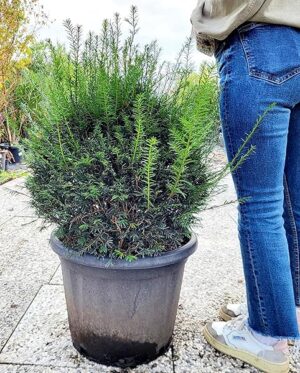 POWERS TO FLOWERS - TAXUS A PALLA, TASSO, VASO 35CM DIAMETRO, piante vere