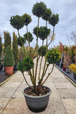 POWERS TO FLOWERS - TAXUS BACCATA PON PON, TASSO, ESEMPLARE 160cm, piante vere