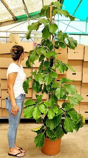 POWERS TO FLOWERS - TETRASTIGMA, altezza 220/230cm, Pianta Vera