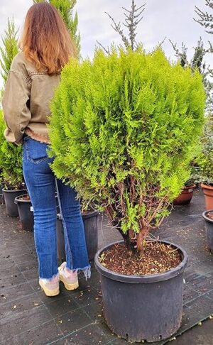 POWERS TO FLOWERS - THUJA COMPACTA GOLDEN, vaso 38cm, altezza 130cm, piante vere