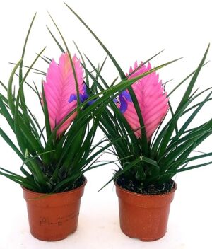 POWERS TO FLOWERS - TILLANDSIA CYANEA 2 PIANTE, piante vere
