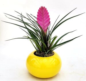 POWERS TO FLOWERS - TILLANDSIA CYANEA IN VASO CERAMICA UFO GIALLO, pianta vera