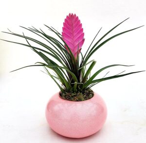 POWERS TO FLOWERS - TILLANDSIA CYANEA IN VASO CERAMICA UFO ROSA, pianta vera